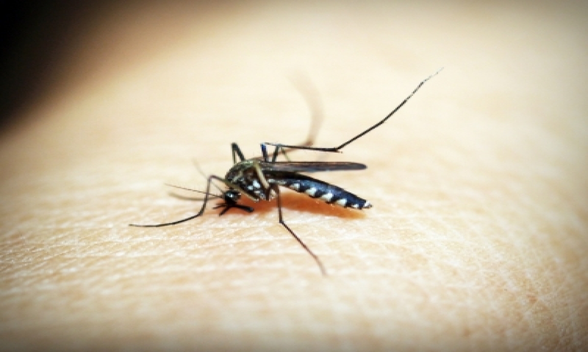  Dengue Cases Surge In Gurugram, Touch 133 – National,health/medicine-TeluguStop.com