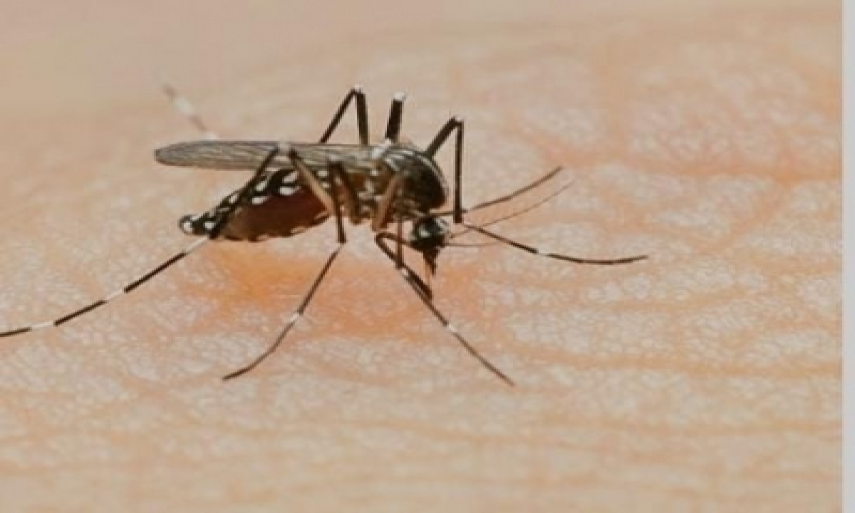  Dengue’s D2 Strain Causes Concern For High Grade Fever, Shock Syndrome-TeluguStop.com