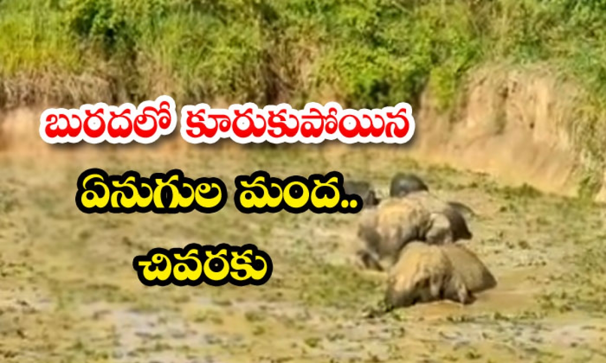  A Herd Of Elephants Stuck In The Mud To The End-TeluguStop.com