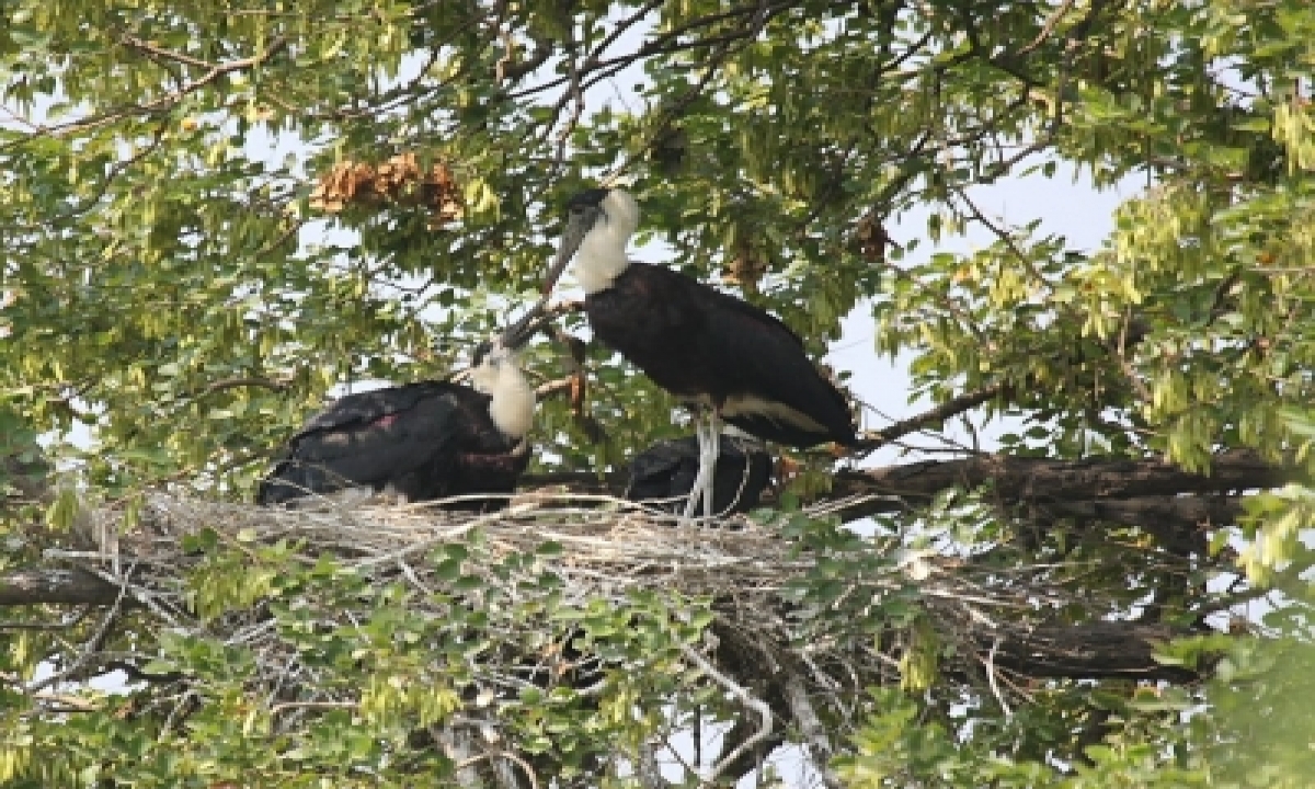  First-of-its-kind Study Finds Storks Prefer Canals Over Wetlands-TeluguStop.com