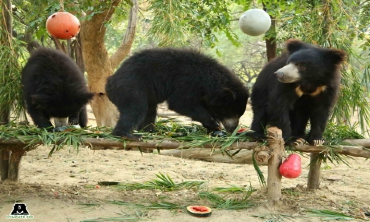  Five Sloth Bears Celebrate One Year Of Freedom At Agra Care Centre-TeluguStop.com