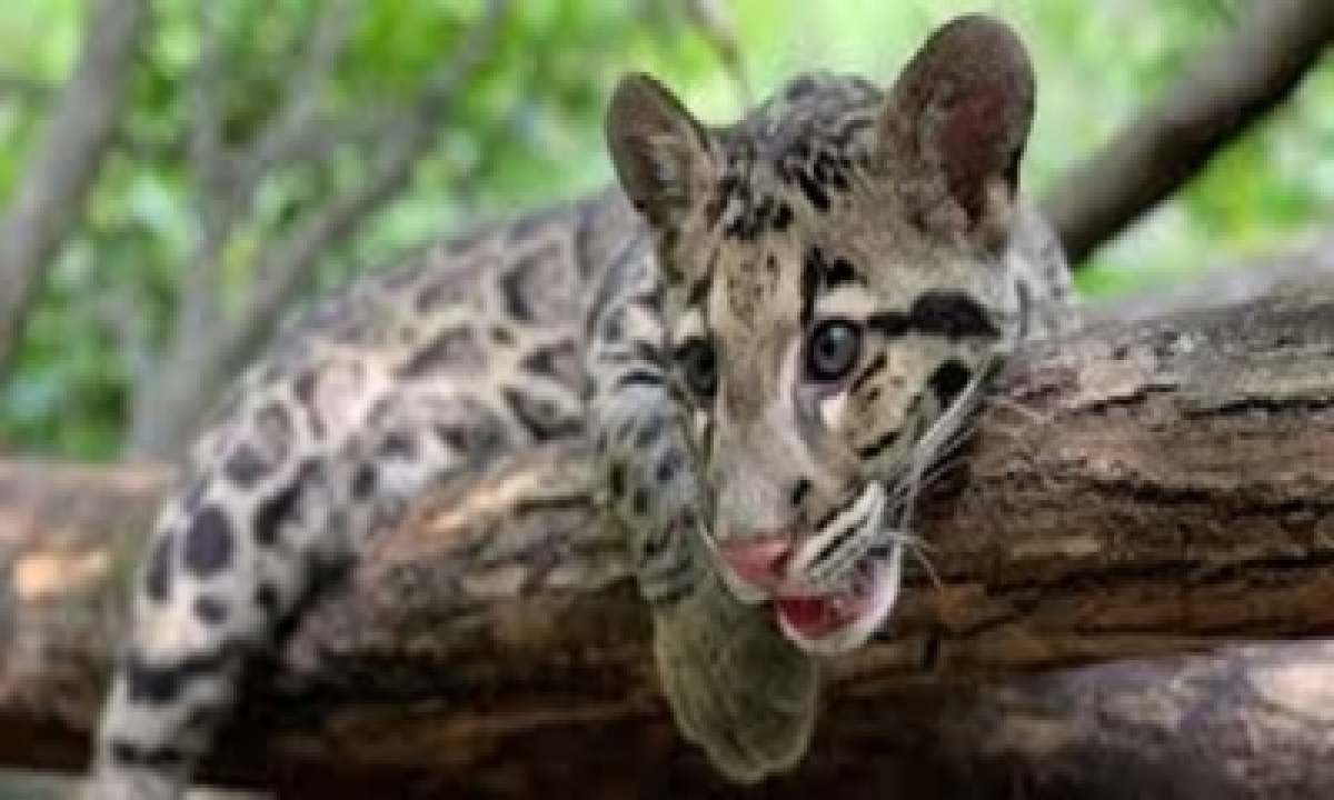  Forest Dept Makes Plans To Save Wild Animals From Accidents-TeluguStop.com