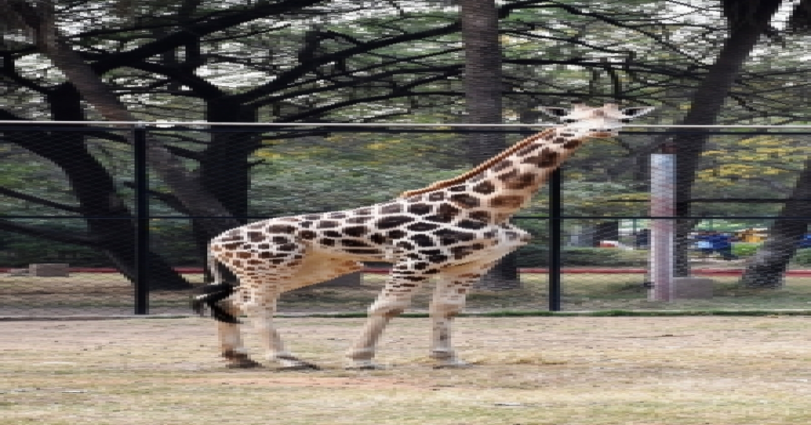 Four-year-old Giraffe Dies At Hyderabad Zoo-TeluguStop.com