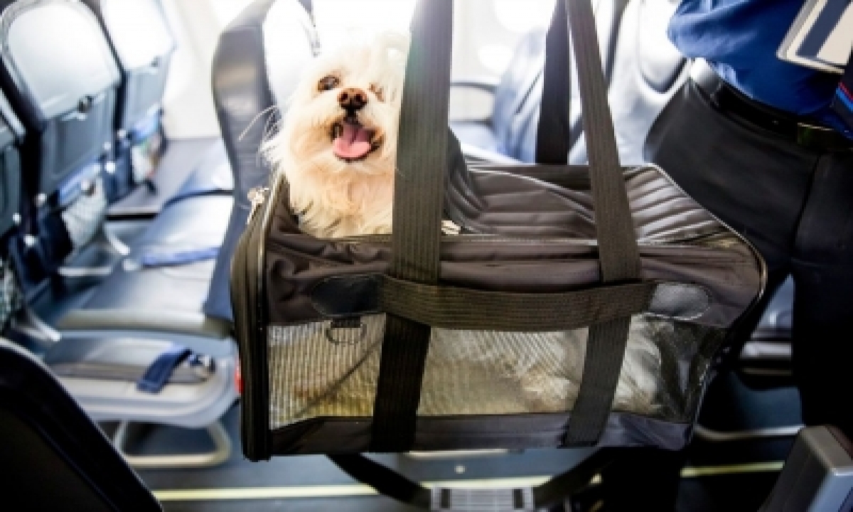  Furry Companion: Man Books Air India Business Class Cabin For Pet Dog-TeluguStop.com