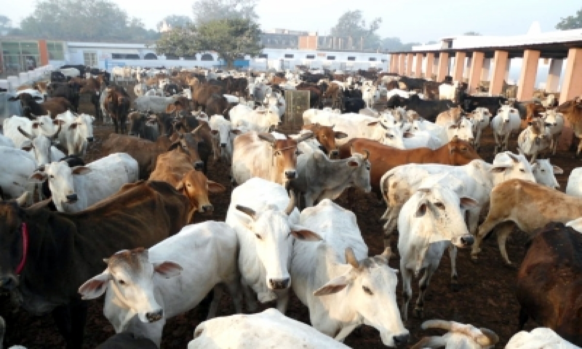  Gau Seva Aayog Wants ‘kamdhenu Chair’ In All Up Varsities-TeluguStop.com