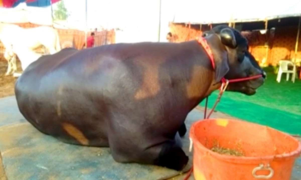  Himachal Setting Up Murrah Buffalo Breeding Farm – Delhi | India News |-TeluguStop.com