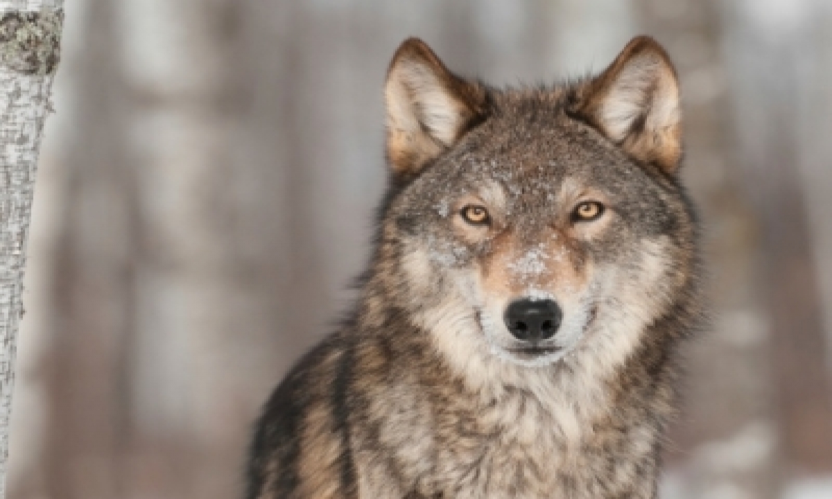  How Grey Wolves Survived Ice-age Extinction-TeluguStop.com