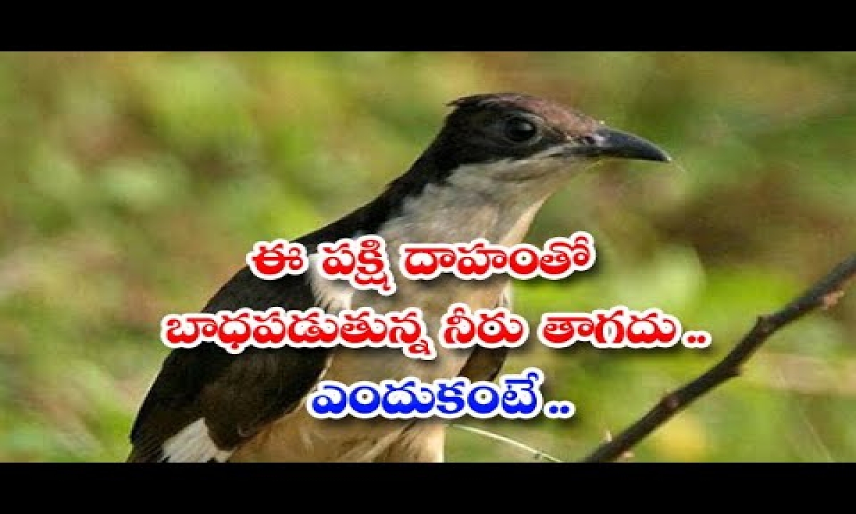 This Bird Suffers From Thirst But Does Not Drink Water Because - Bird,  Drinkwater, Telugu, Telugus, Telugustop | This Bird Suffers From Thirst But Does  Not Drink Water Because - Bird, Drinkwater,