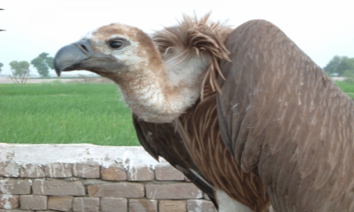  India’s Plan Ensures Vultures Rule Skies Once Again-TeluguStop.com