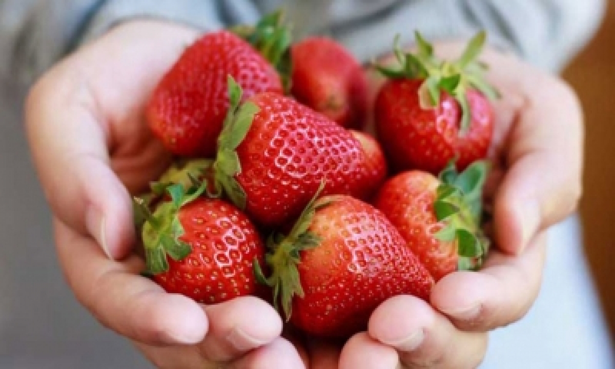  Israel’s Peak Strawberry Season Offers New Tastes-TeluguStop.com