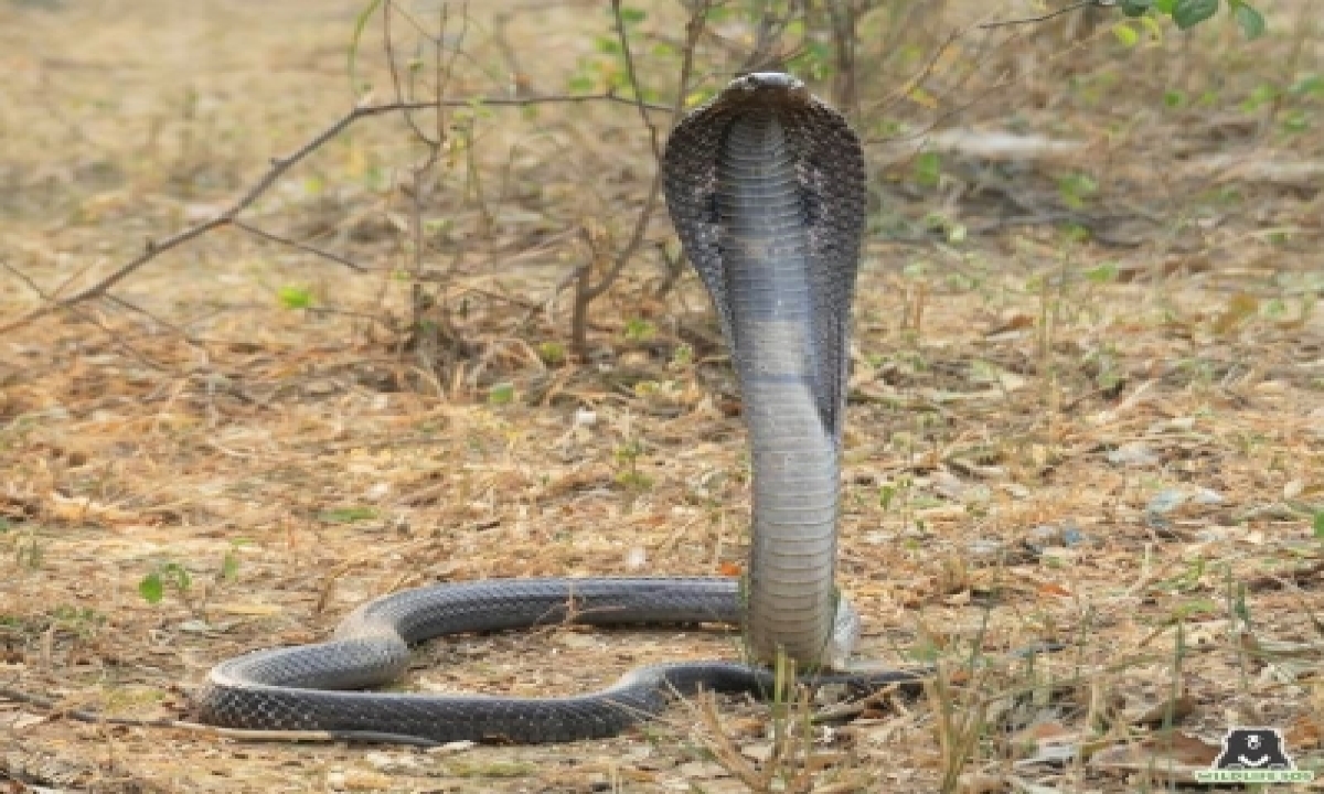  Kerala Court Convicts Man Who Killed Wife Using Cobra – National,immigr-TeluguStop.com