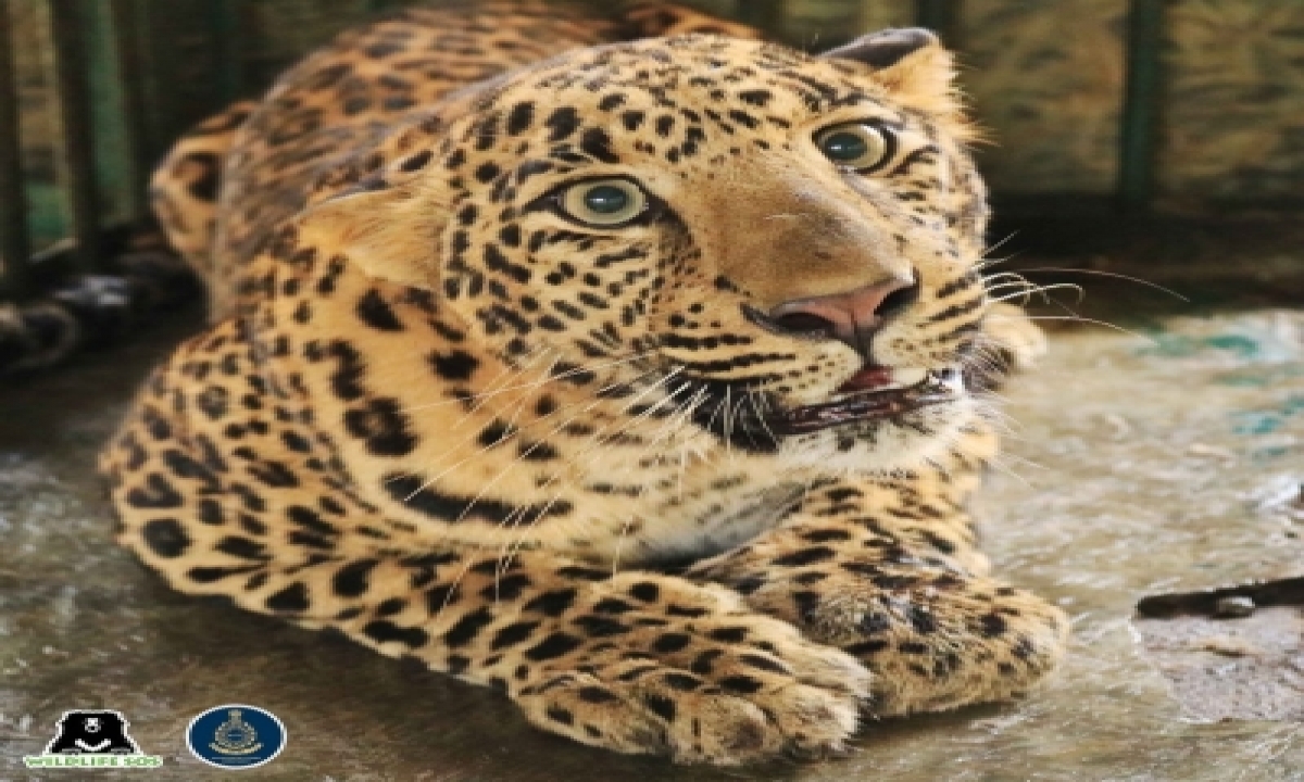  Leopard Electrocuted In Up-TeluguStop.com