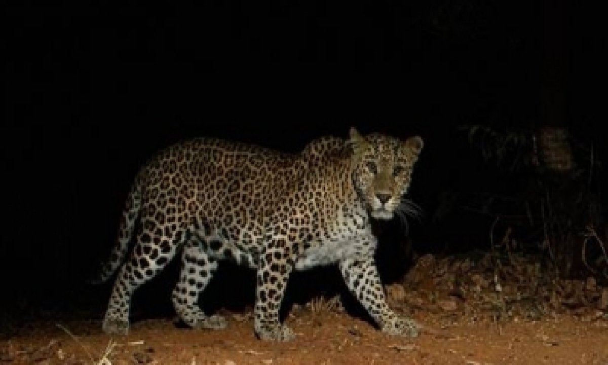  Leopard Spotted Again In Delhi’s Tughlaqabad, Residents Alerted-TeluguStop.com