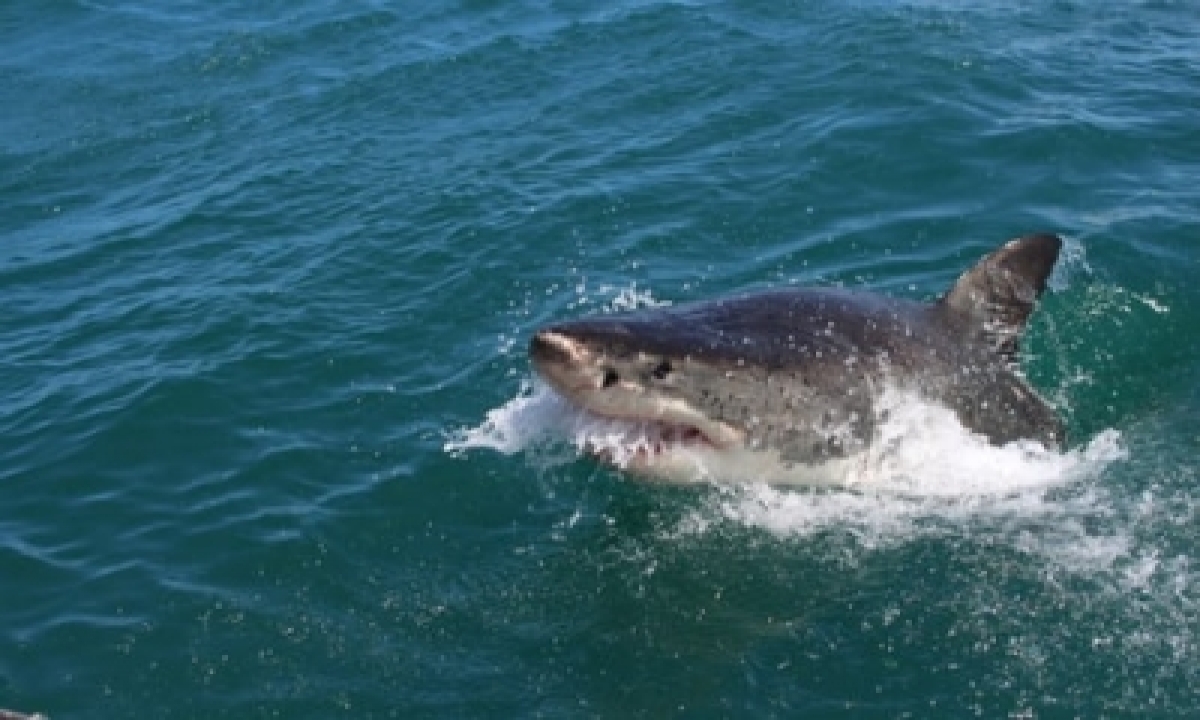  Man Killed In W.australia Shark Attack-TeluguStop.com