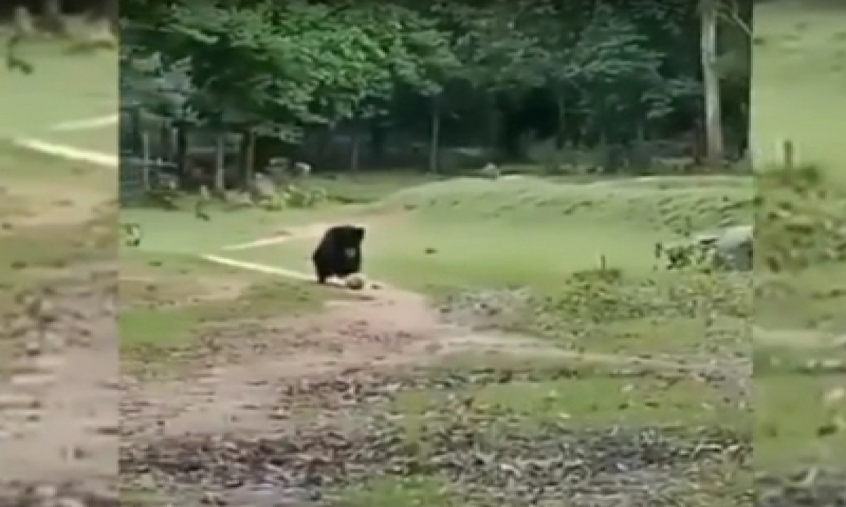  Mother Bear, Cub Play Football In Odisha Village, Video Goes Viral-TeluguStop.com