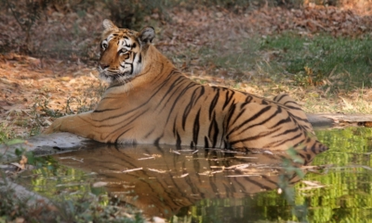  Mp Lost 85 Tigers In Past Four Years: Govt-TeluguStop.com