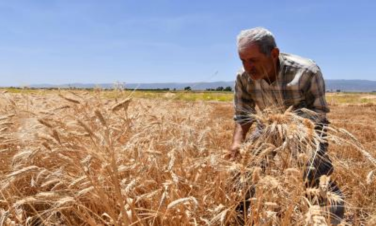  New Wheat Varieties High In Nutrition, Low On Sugar-TeluguStop.com