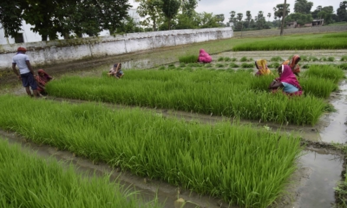  Paddy Procurement In Current Season Exceeds By 22.43%-TeluguStop.com