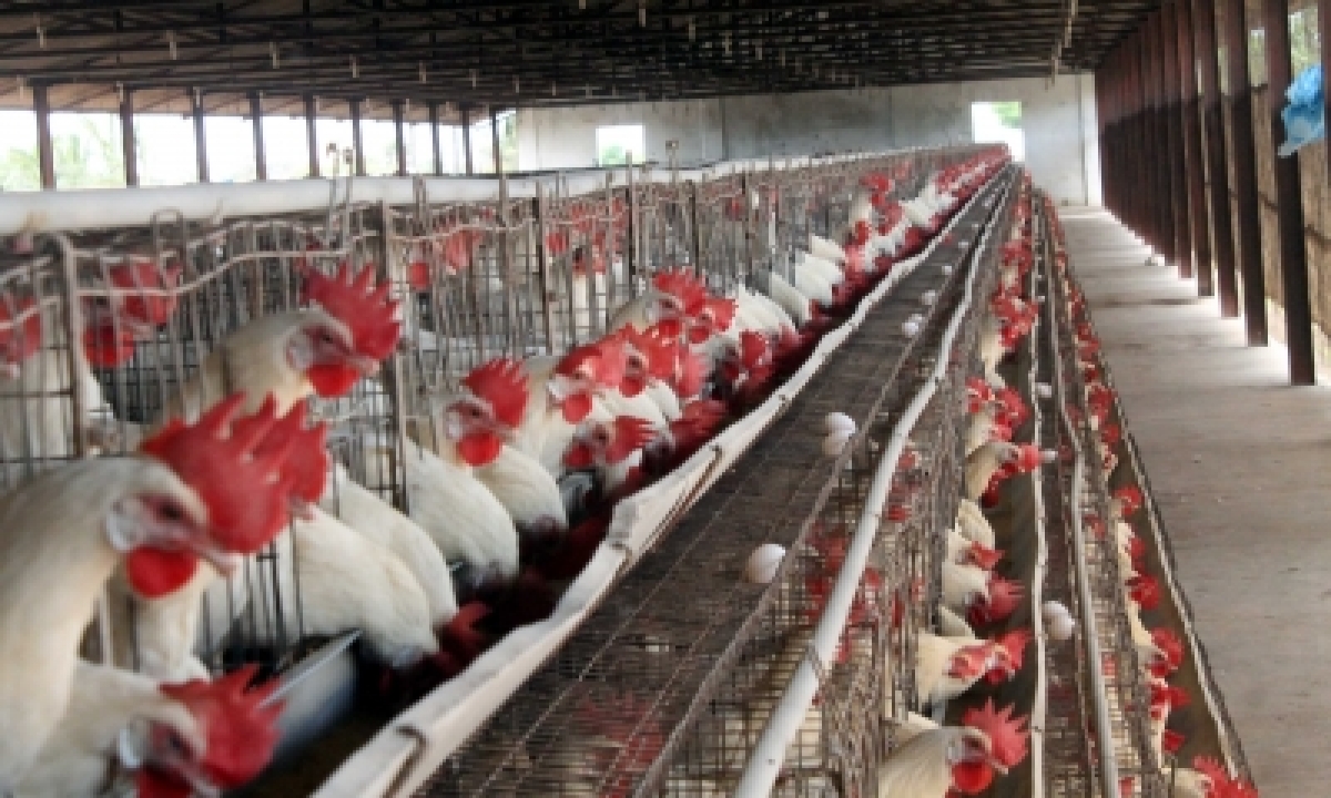  Properly Cooked Poultry Meat, Eggs Safe To Eat: Fssai-TeluguStop.com