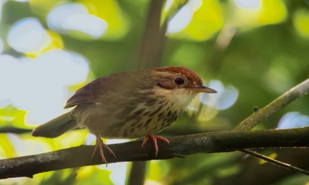  Puff-throated Babbler Makes First Appearance In Rajasthan-TeluguStop.com