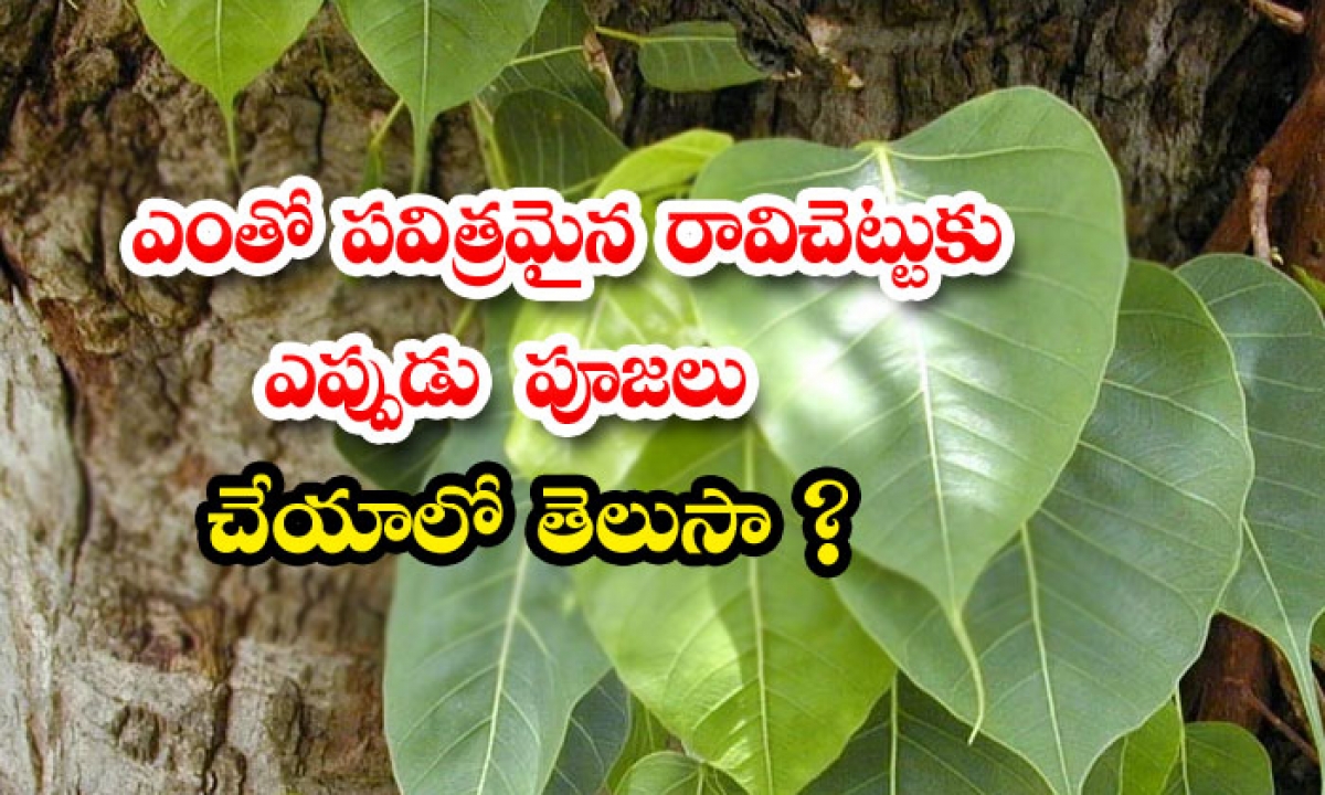  Do You Know When To Worship The Raavi Tree-TeluguStop.com