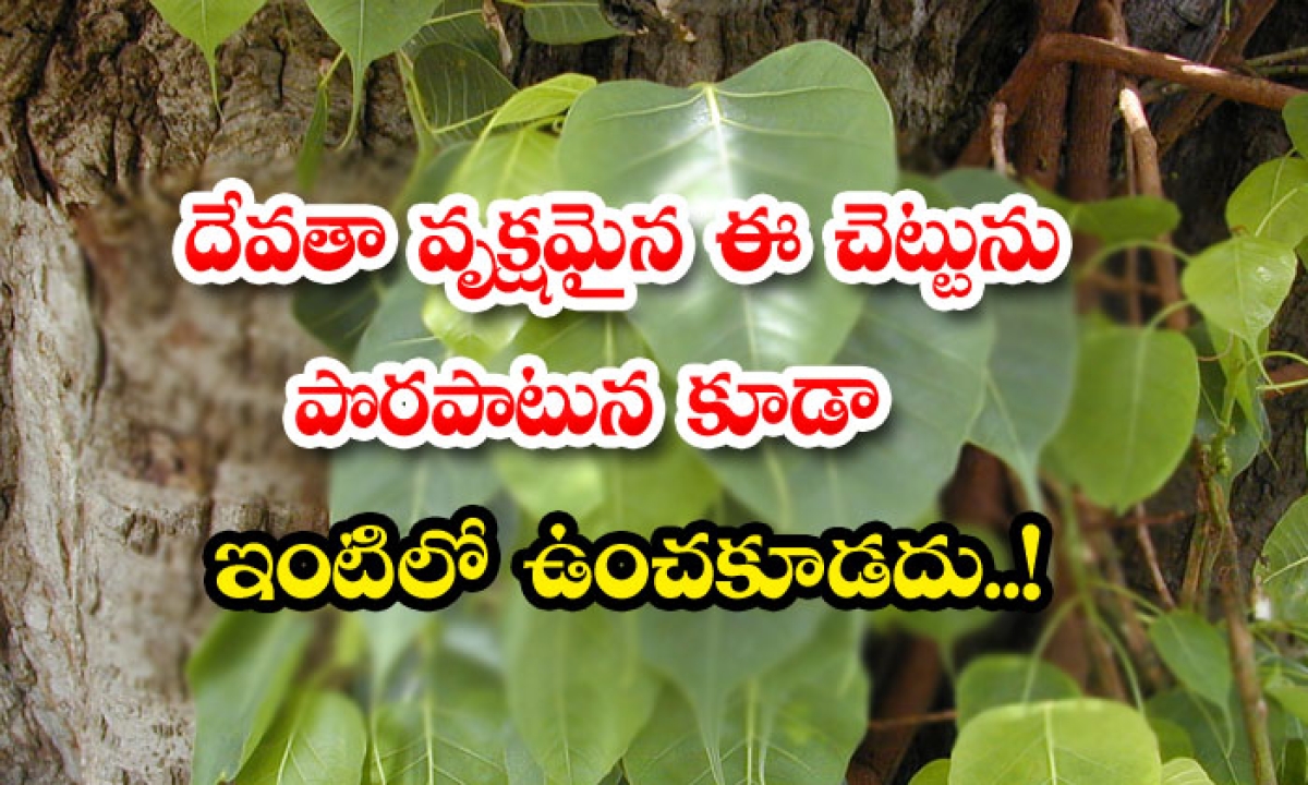  This Tree Should Not Be Kept In The House Even By Mistake Also-TeluguStop.com