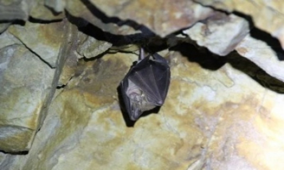  Samples Of Bats From Kozhikode Shows Nipah Antibody  –  Kerala | Malayalam-TeluguStop.com