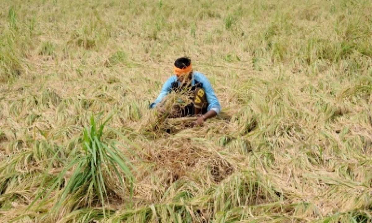  ‘steps Taken For Reduction In Paddy Straw Generation Yielding Positive Res-TeluguStop.com