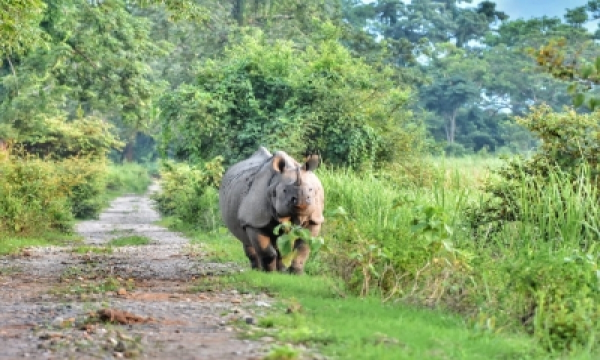  Stray Rhinos Who Entered Assam Village, Released Back In Forest-TeluguStop.com