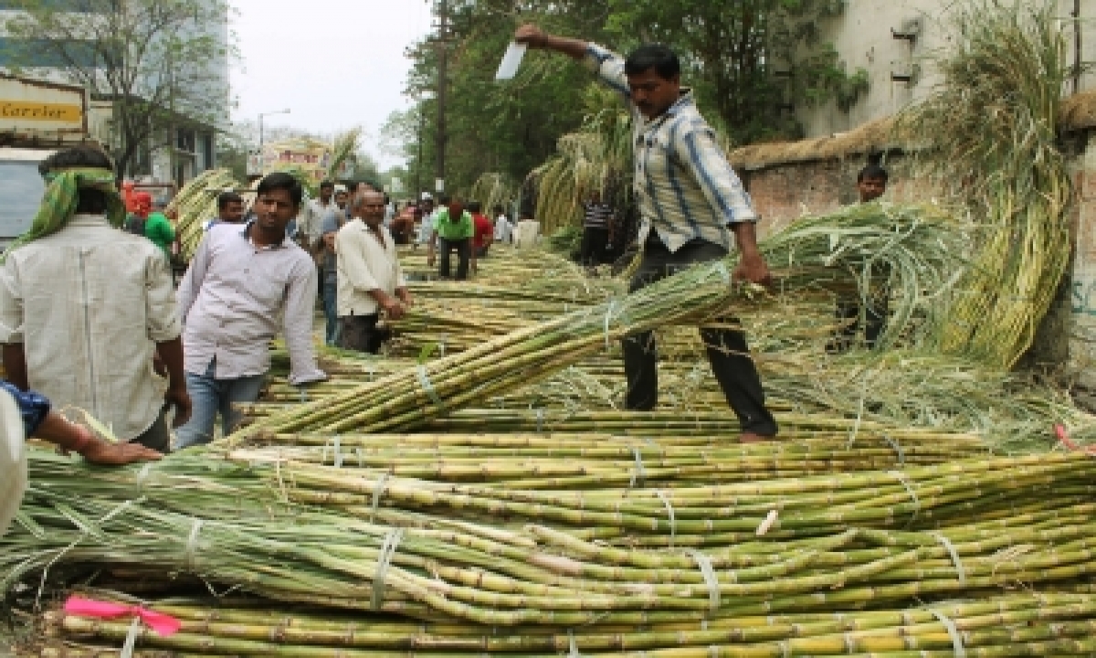  Sugarcane Output Per Hectare Rises In Up-TeluguStop.com