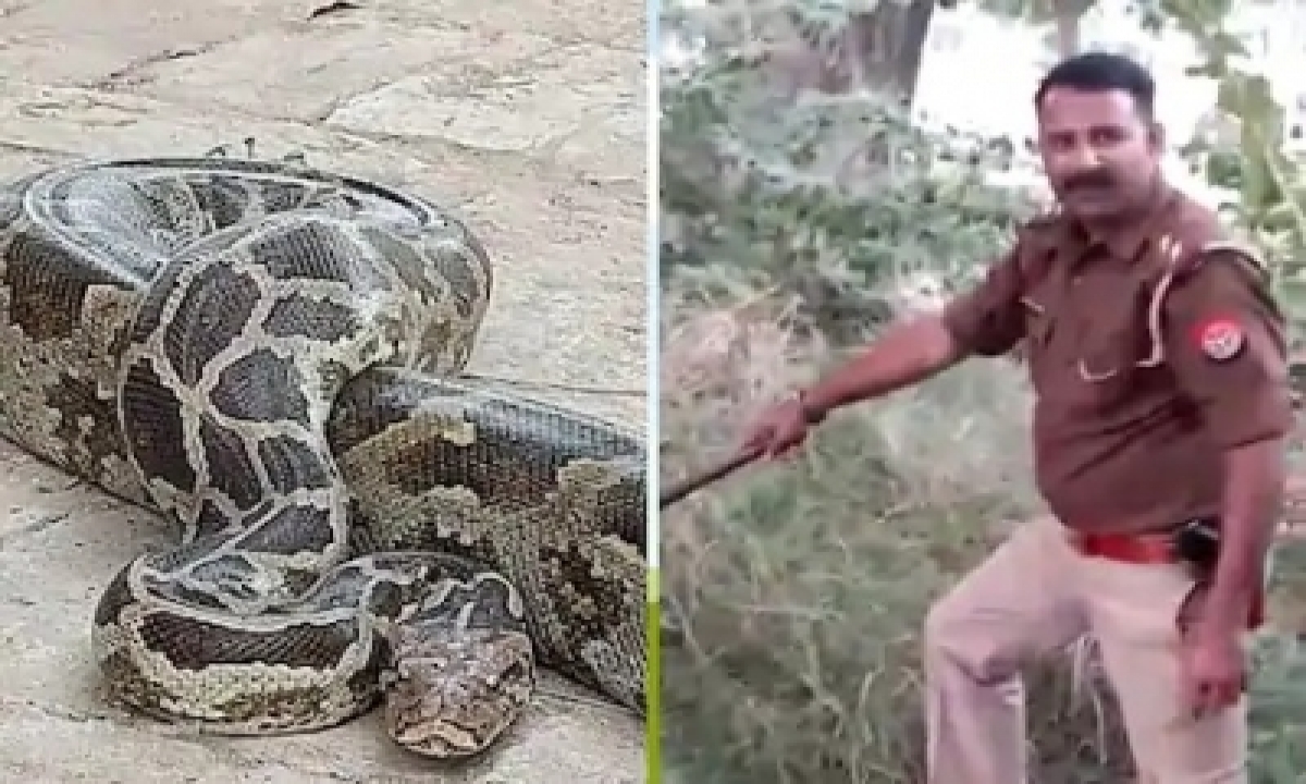  This Inspector Is A Snake-catcher Too-TeluguStop.com