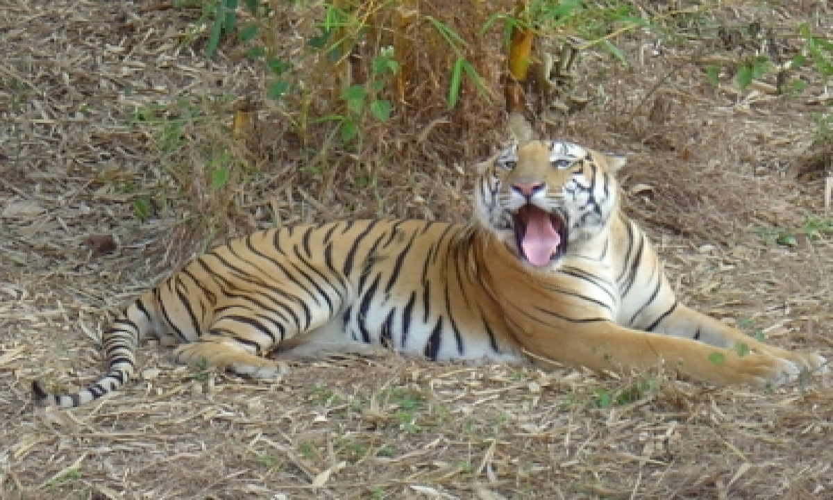  Tiger Kills Tribal Youth In Telangana-TeluguStop.com