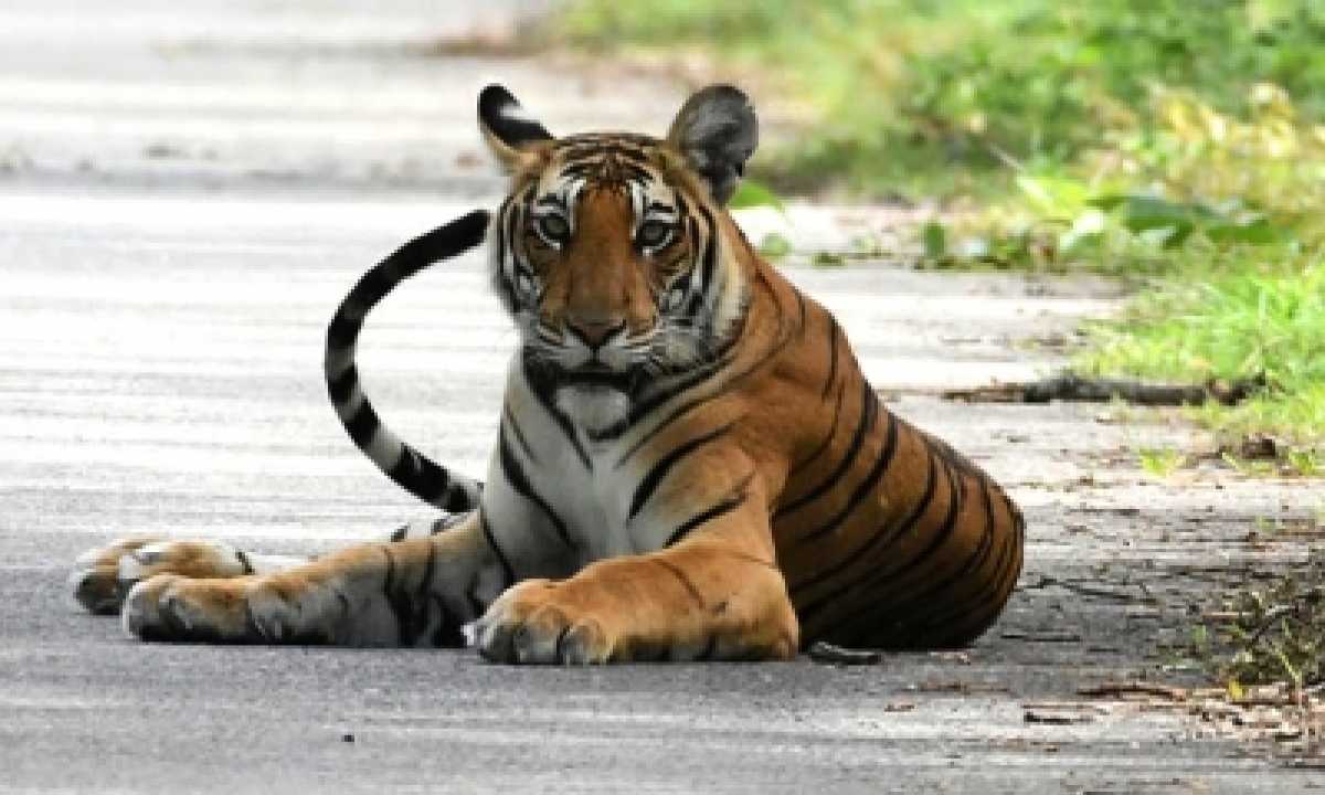  Tiger Mauls Farmer To Death In Dudwa Reserve-TeluguStop.com