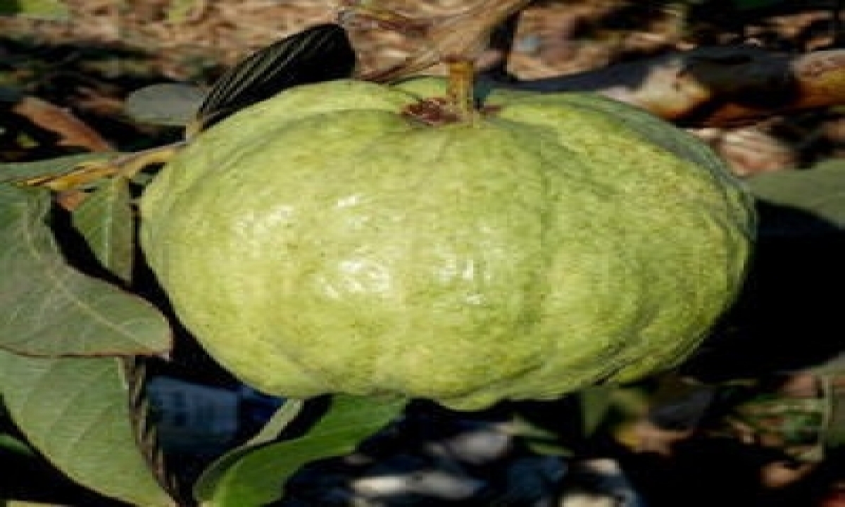  Up Farmer Develops New Variety Of Guava In Mango Belt-TeluguStop.com