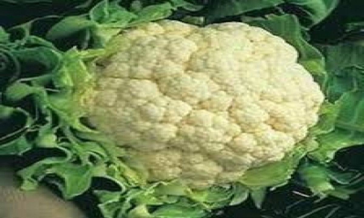  Up Farmer Throws Away 10q Cauliflowers After Re 1/kg Offer-TeluguStop.com