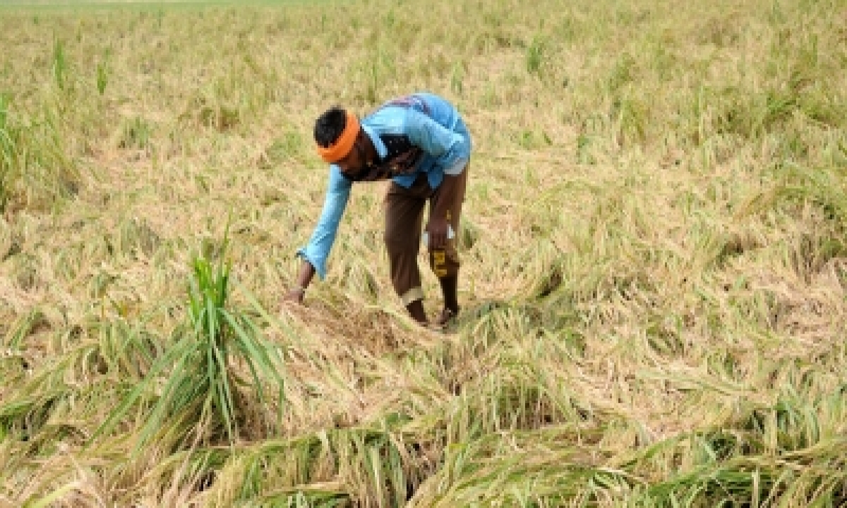  Up Govt To Compensate Farmers For Crop Losses  –   National,politics-TeluguStop.com