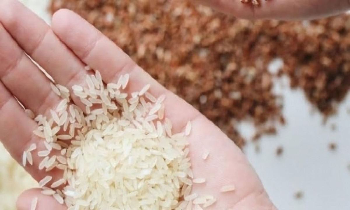  Vietnam, Thailand Rice Price Drops But India’s Export Orders Remain Undent-TeluguStop.com