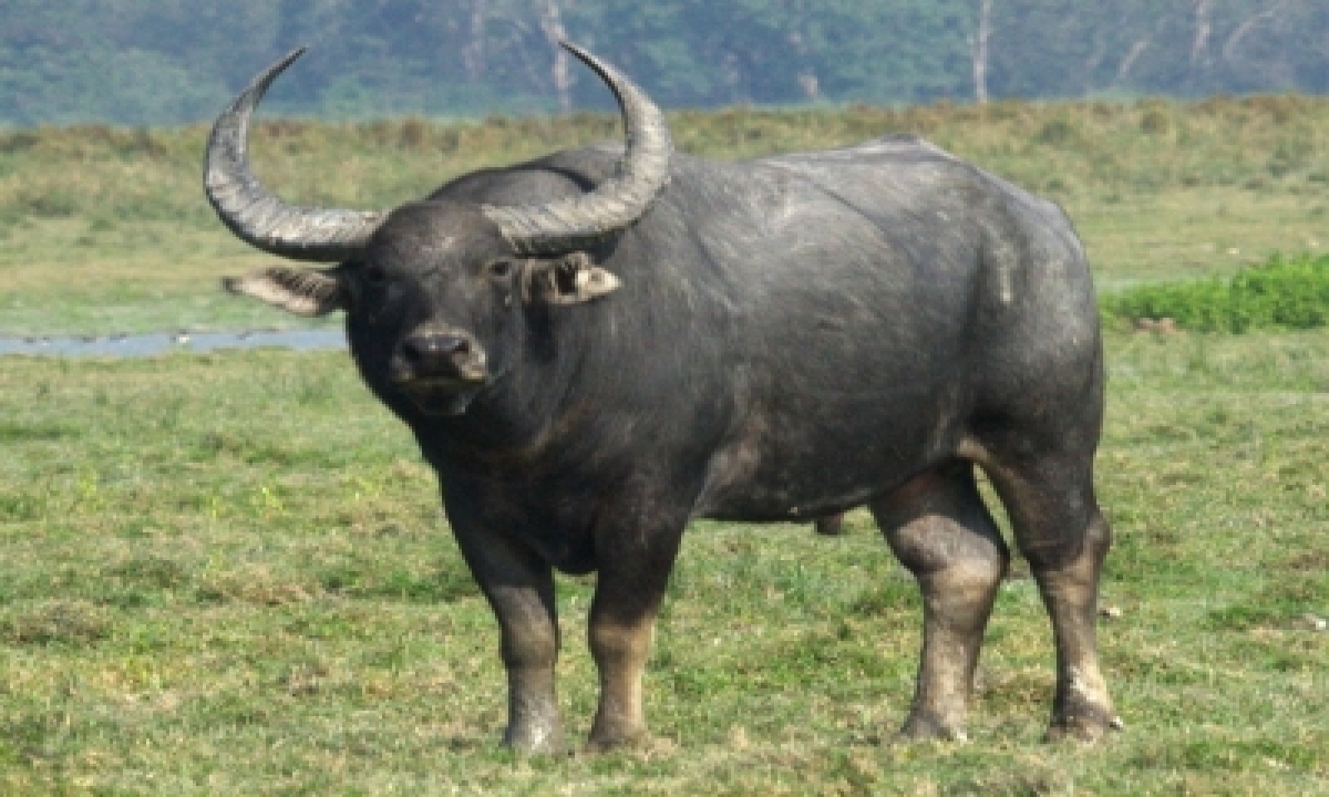  Wild Buffalo Kills Man In Assam, Angry Mob Sets Forest Office On Fire-TeluguStop.com