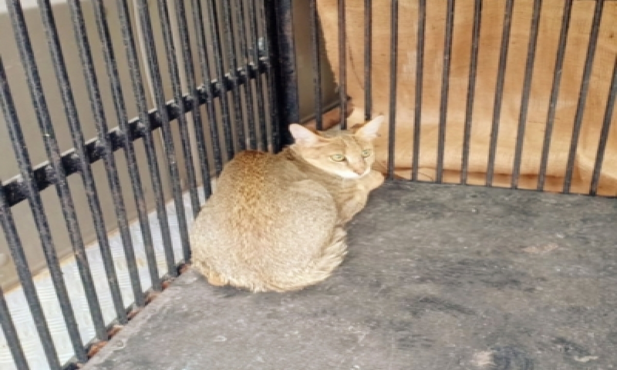  Wild Cats Pair Rescued In Telangana Poultry Farm-TeluguStop.com