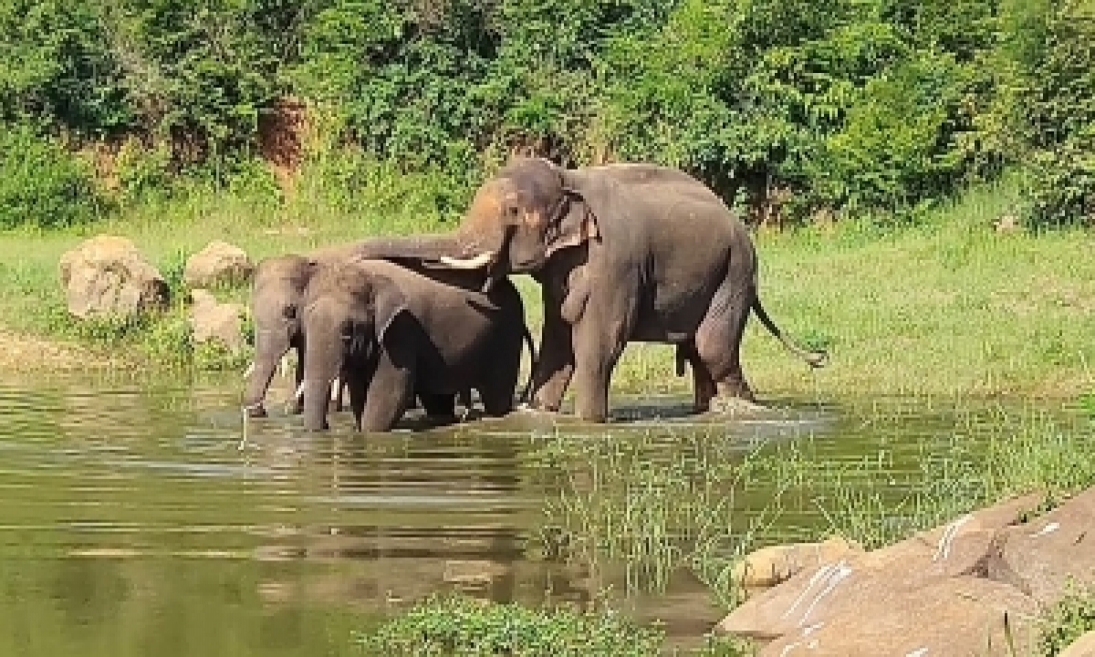  Wild Elephants Kill Pet Pachyderm In Jharkhand-TeluguStop.com