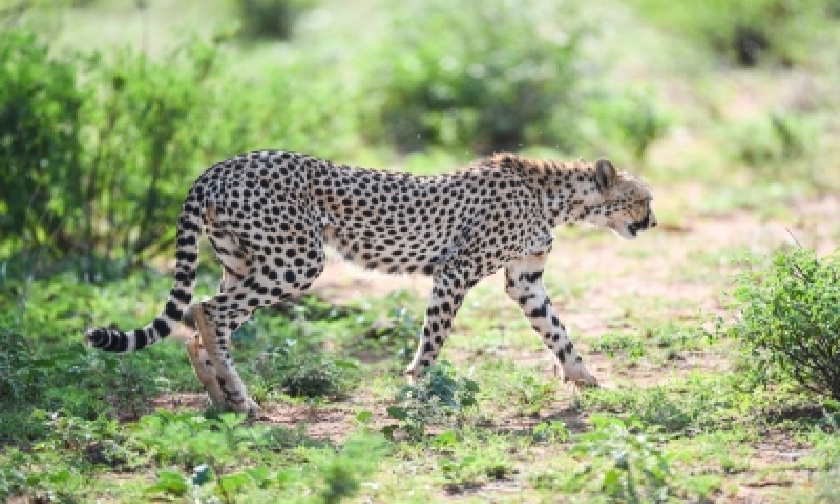  Will Cheetahs Be Back In The ‘azadi Ka Amrit Mahotsav’ Year?-TeluguStop.com