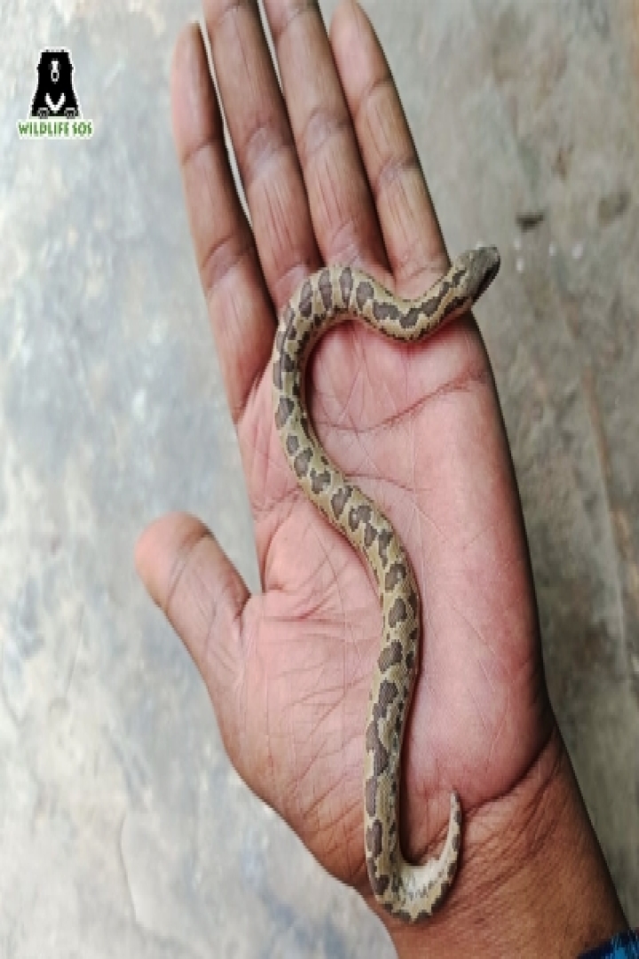 20 reptiles rescued from Delhi-NCR in 72 hours - Delhi, Delhincr, Dwarka,  Hours, Indian Oil, Reptiles, Rescued, Yamuna |