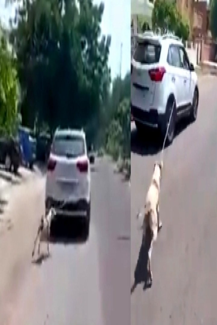 Case against Rajasthan doc for cruelty towards dog - Cruelty, Jaipur,  Jodhpur, Rajasthan |