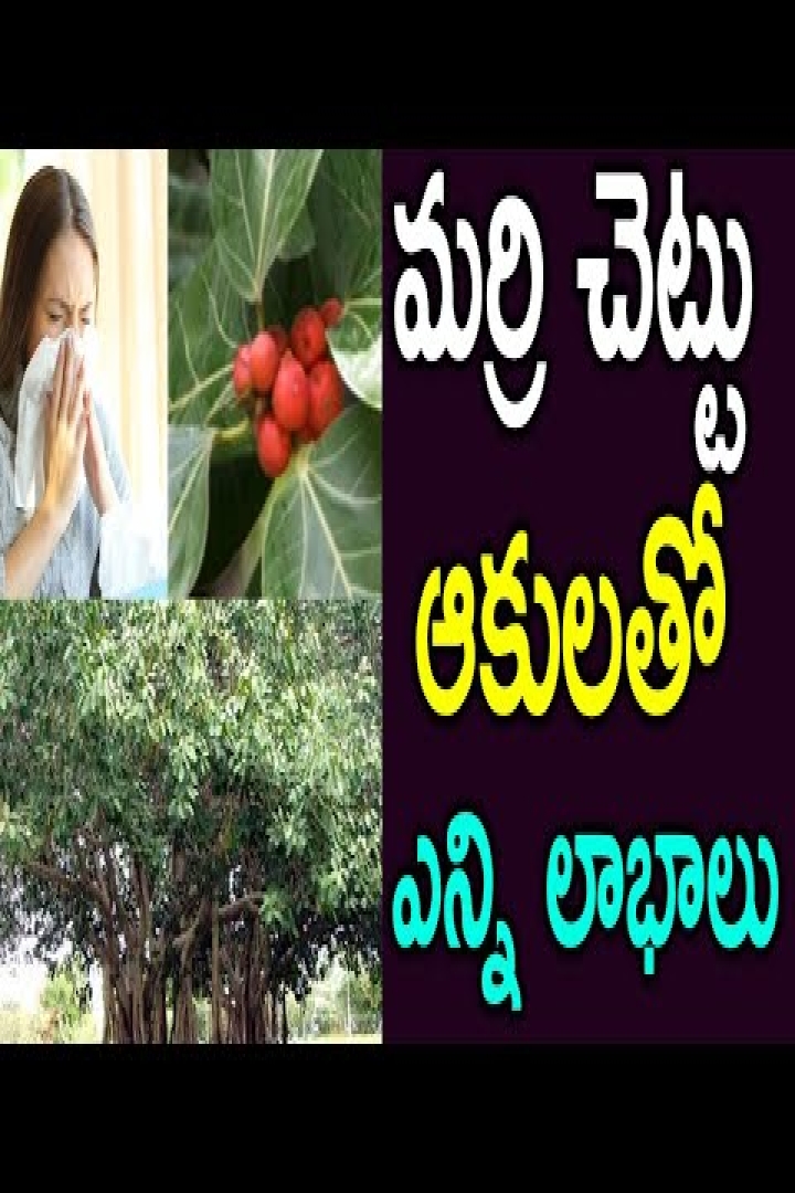 Amazing Health Benefits of Banyan Tree Leaves - Banyantree, Healthtips |  Amazing Health Benefits Of Banyan Tree Leaves - Banyantree, Healthtips
