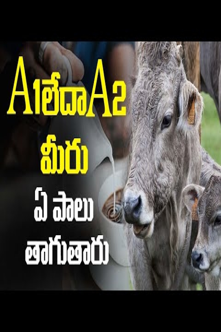 Difference between A1 A2 Milk Types of Milk Milk Benefits A1లేదాA2 |  Difference between A1 A2 Milk Types of Milk Milk Benefits A1లేదాA2 -  Aamilk, Typesofmilk