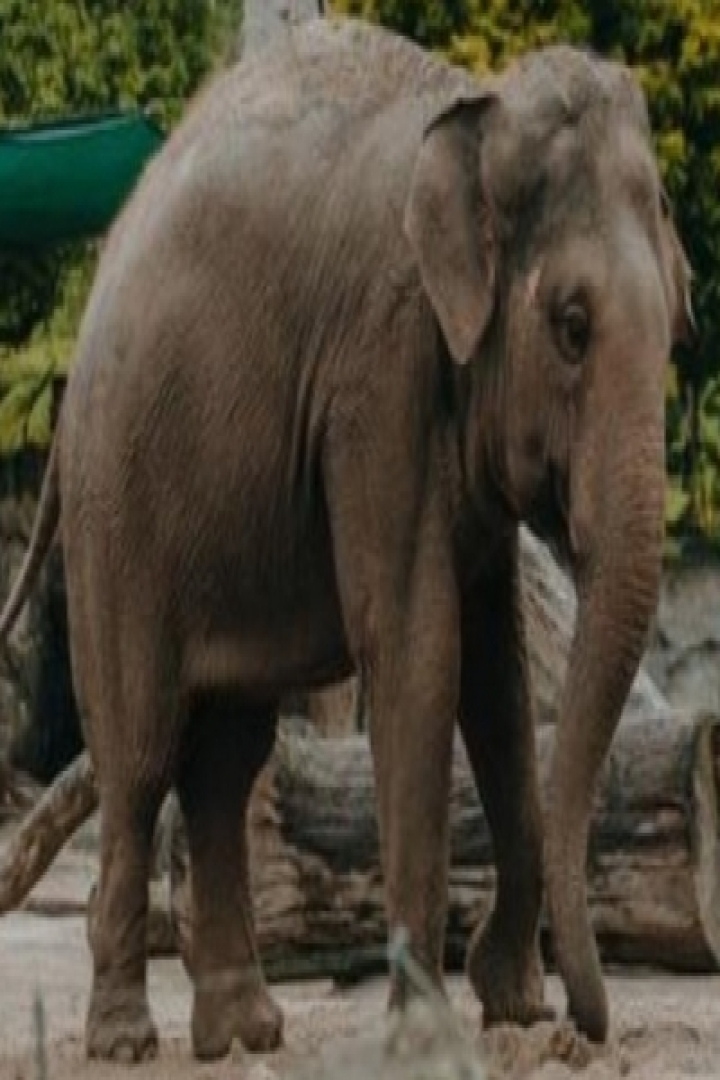 These elephants are smarter than humans - Bijnor, Humans, Smarter, Uttar  Pradesh, Uttarakhand |