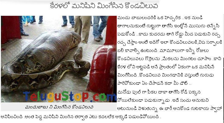 Python Ate Drunken Man In Kerala - 