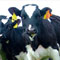  Cows Were Stolen In Meerut-TeluguStop.com