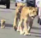 Lions On Road Lions On Road-TeluguStop.com
