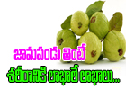  Healthy Benefits Of Eating Guava-TeluguStop.com